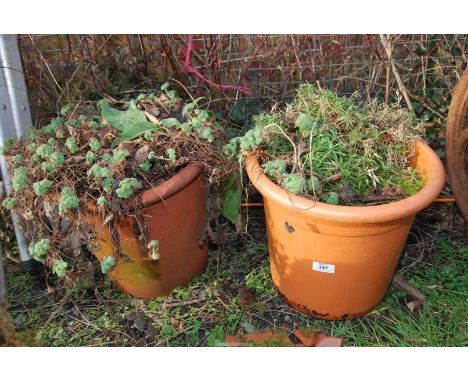 One terracotta planter and one plastic planter with plants .12" high x 14" diameter for the terracotta pot.
