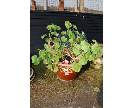 Four glazed planter with geraniums.