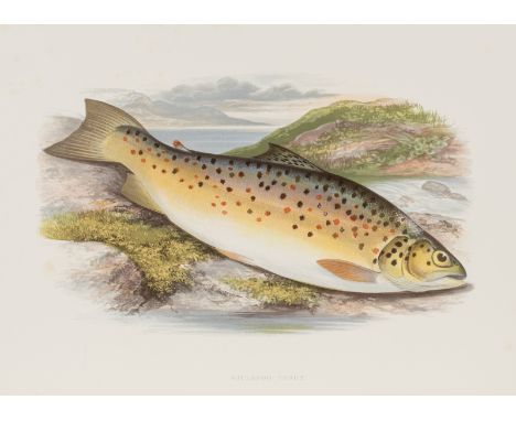 Houghton (Rev. William) British Fresh-water Fishes, 2 vol., first edition, 41 wood-engraved plates after A.F.Lydon printed in