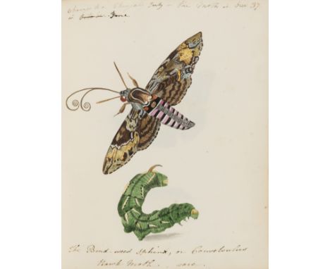 Butterflies and Moths.- English School (circa 1820-1830) An album of butterflies, moths, and other insects, 68 pp. of finely 
