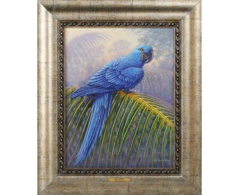 Kim Brooks - 'Hyacinth Macaw', 20th century oil on canvas, signed recto, titled verso, 46cm x 35.5cm, within a silvered compo