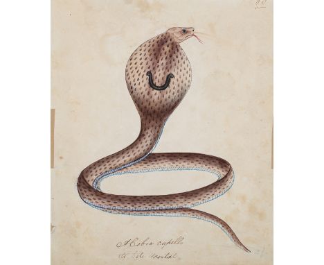 Indian Company School, Madras - 'A Cobra Capello, its Bite Mortal', 19th century watercolour with ink, titled, 19.5cm x 15.5c