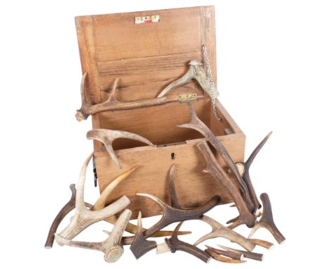 TAXIDERMY - a Vintage oak box, containing a large quantity of deer antlers 