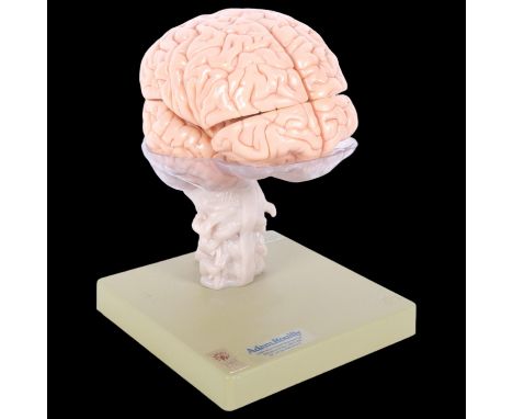 Adam, Rouilly London Limited, a SOMSO modelle 2001 Human brain anatomical model, on base and labelled to Adam, Rouilly, overa