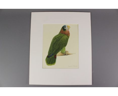 Elizabeth Butterworth, limited edition print, nr 10/750, depicting a green parrot, unframed.&nbsp;