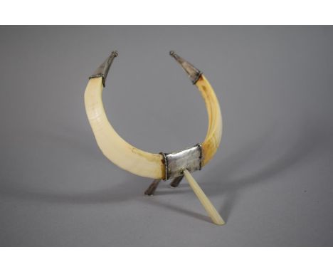 A Silver Mounted Hunting Trophy Made from Wild Boar Tusks. 