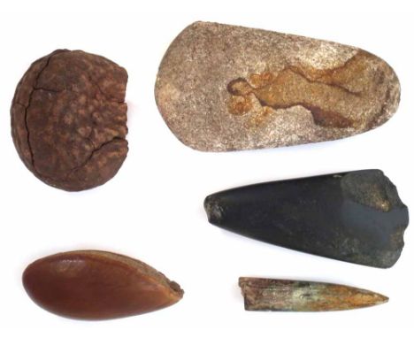 Two stone axe heads, probably Neolithic period of Langdale origin, also a fossilised tooth, and two nuts. The largest axe hea