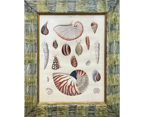 PRINTS, a set of four, shells and fish, largest 52cm x 42cm. (4) 