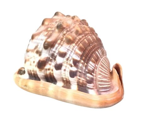 COLLECTION OF SEA SHELLS, including some large examples and cowries