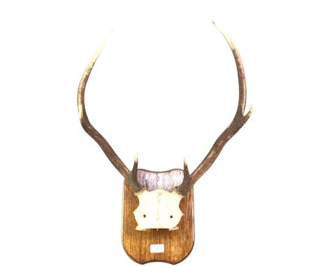 SET OF STAG ANTLERS, with partial skull, mounted on oak shield and stamped J Dewar to reverse58cm high