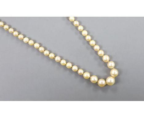 A single strand graduated cultured pearl necklace, with detache white metal clasp, 44cm.