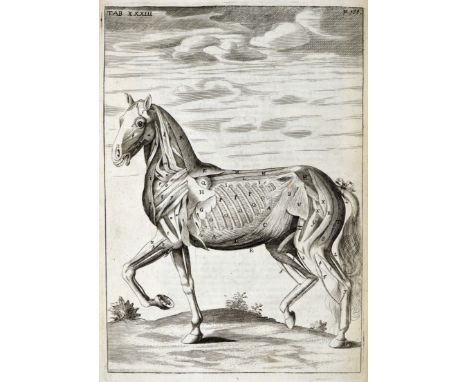 Snape, Andrew. The Anatomy of an Horse. Containing An Exact and full Description of the Frame, Situation and Connexion of all