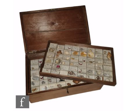 A collection of two hundred late 19th and early 20th Century fossil specimens contained in separate divisions within a wooden