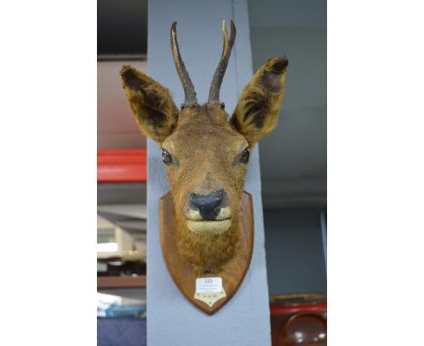 1950's Taxidermy Mounted Deer's Head