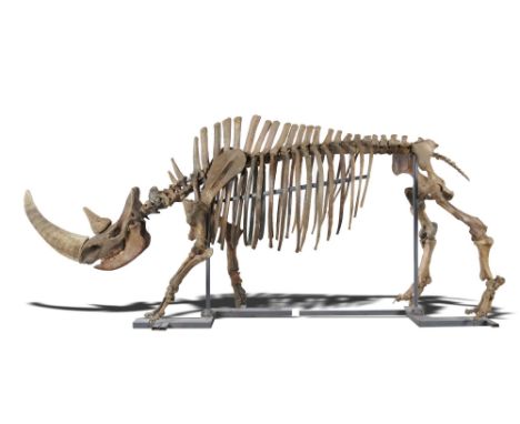 An extremely rare and virtually complete Woolly rhinoceros skeleton  Pleistocene with real horns 165cm high by 380cm long  Th