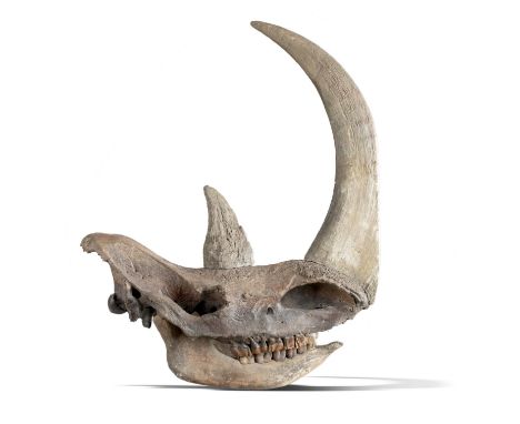 Natural History: A Woolly rhinoceros skull  Pleistocene with replica horn 84cm long The woolly rhinoceros (Coelodonta antiqui