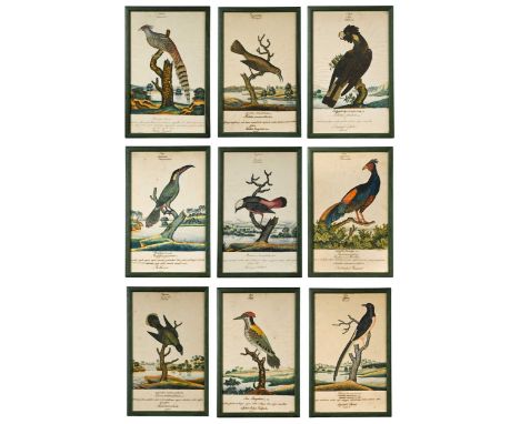 William Goodall (British, 1757-1844) A set of nine ornithological studies depicting various exotic birds perched on branches 