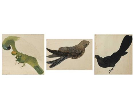 English School (late 18th century) Five studies of Jamaican Birds to include a Green Parrot, Patoo, Smooth-billed Ani, White-