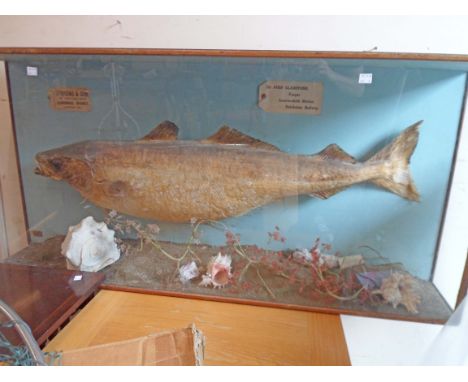 A large vintage glass cased taxidermy study of a stuffed and mounted fish by M.R. Grace of Camelford - case a/f