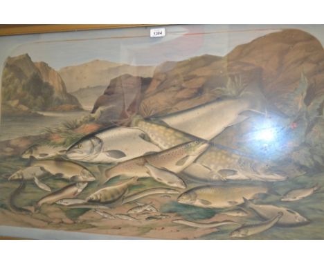 Large 19th Century coloured lithograph, fish on a riverbank, gilt framed, together with a mezzotint portrait of Caroline