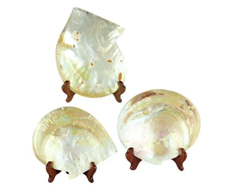 Sizes: Small shell is 6 in., Medium Shell is 6.5 in. and Large Shell is 9 in. tall. Please note that all sales are final and 