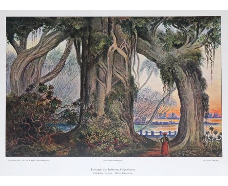 Haeckel,E.: Wanderbilder. 1. u. 2. Serie: Die Naturwunder der Tropenwelt. Ceylon und Insulinde. Gera-Untermhaus, Koehler (190