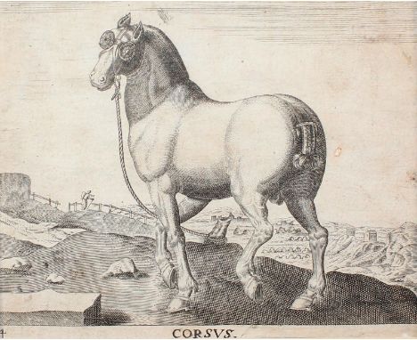 Pferde.: Insuber. - Corsus. - Sardonicus. 3 Kupferstiche nach Jan van der Straet. 16./17. Jhdt. 10 x 13 cm. Tls. stark beschn