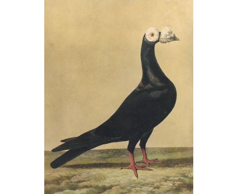 Haematopus Ostralegus.: Altkol. Lith. von J. Gould &amp; H. C. Richter bei Walter bzw. Walter &amp; Cohn, um 1870. Blattgröße