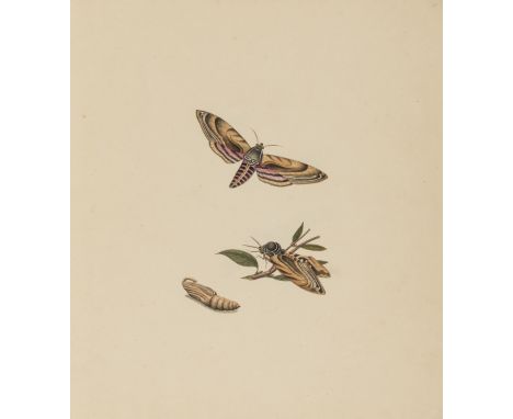 China.- Anglo-Chinese School (probably circa 1800-1840) An album of 14 studies depicting silkworms and other moths, illustrat