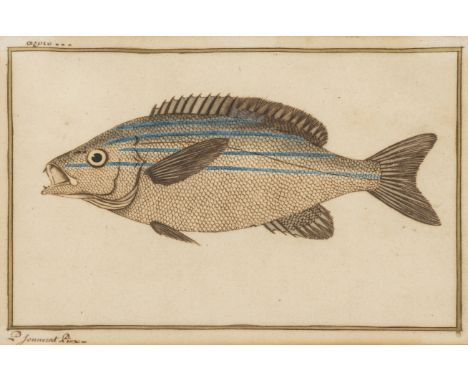 Sonnerat (Pierre, 1745-1814), Striped Bass, pen and brown ink, watercolour, on thick laid paper, with indistinct text-based w