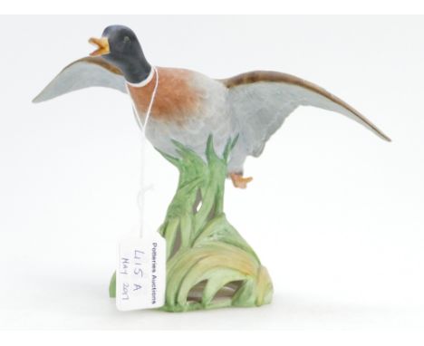 Spode model of a Mallard duck rising, height 16cm.