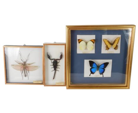 Various cased taxidermy, an open wing stick insect, 23cm x 22cm, giant African scorpion, and various butterflies. (3 cases) 