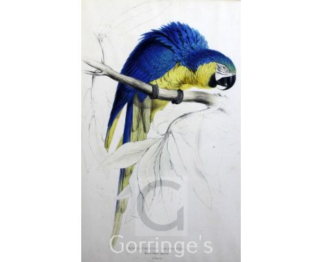 After Edward Learcoloured lithograph,Blue and yellow Macaw, Macrocercus Ararauna,dated 1831 in the plate,21 x 13.75in.