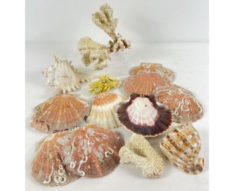 A small collection of vintage sea shells and coral pieces. To include: clam, Murex and branch coral. 