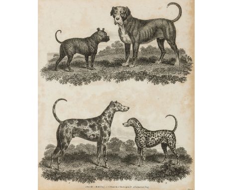Fünf Stiche mit Rassehunden, 19. Jh.   a + b)  1. Mastiff, 2. Bull Dog, 3. G'Danish or Harpequin D(og), 4. Dalmatian Dog sowi