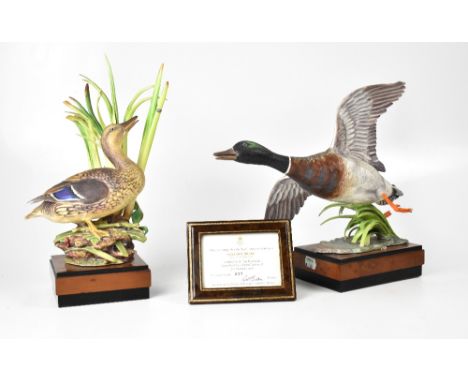 ROYAL WORCESTER; a pair of limited edition Mallards, a duck and a drake, modelled by R. Van Ruyckevelt, no.232/500, both on b