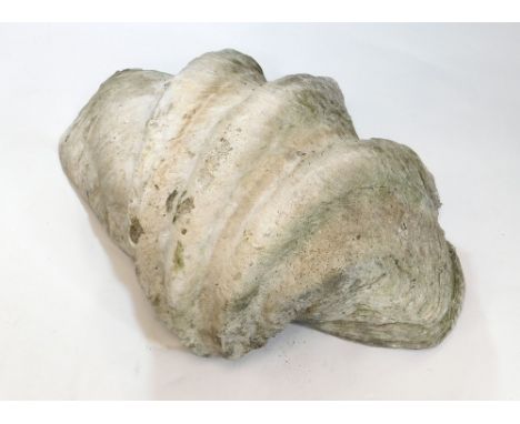 GIANT CLAMSHELL. A half shell of Tridacna Gigantea, giant clam. L62 x W36 x Max. height 34cm. Note: As a Category B item on C