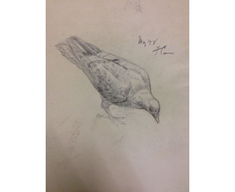 Pencil Sketch of a pigeon signed by Florence Camm 1918. Sketch size 13cm x 10cm.