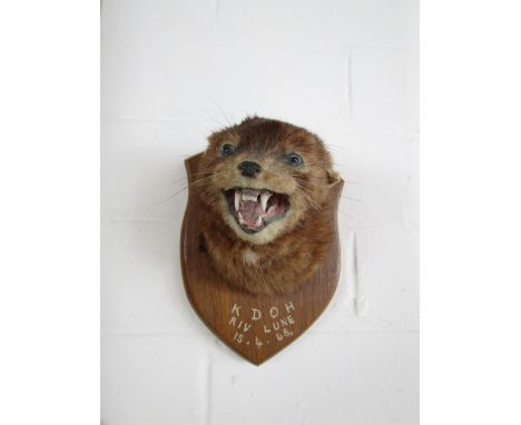 A 1960s taxidermy mink mask mounted on an oak shield, 17 cm  This was the first mink killed by the Kendal and District Otter 