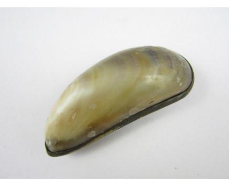 A 19th Century novelty mussel shell snuff box, with brass mounts, 7.5 cm 