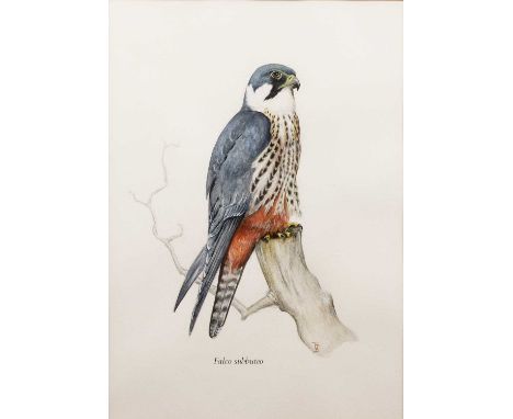 Contemporary British School 'Falco subbuteo (Eurasian Hobby)', watercolour, signed with monogram lower right, 43cm x 31cm  Mi