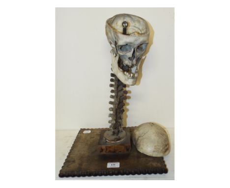 A table lamp, in the form of a skull and vertebral column, on a wooden plinth, 51 cm high Condition report Report by GH

We b