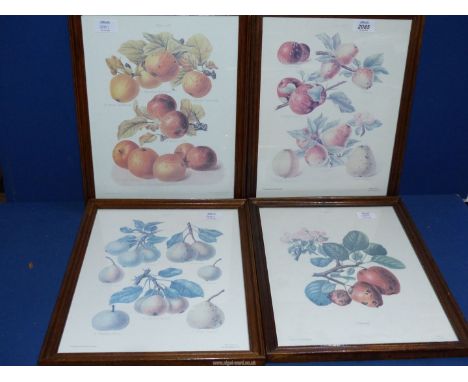 Four framed prints to include: "Herefordshire Pomona" first published by The Woolhope club of Hereford,  12 1/2" x 15 3/4".