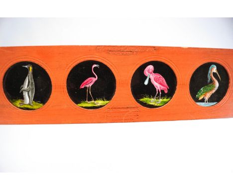 A group of magic lantern slides, to include Wilhelm Busch-Diogenes, exotic birds, animals, comedy figures and animal caricatu