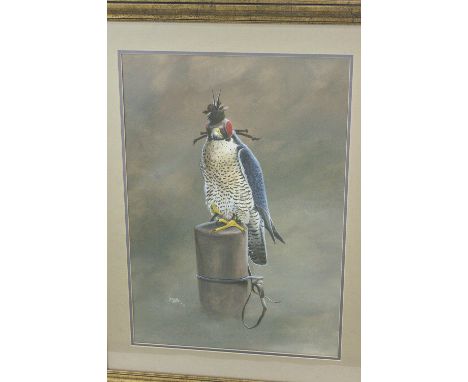 Andrew Ellis, born 1971, Peregrine Falcon, hooded and tethered with jesses to a perching post,  gouache, signed and dated 91 