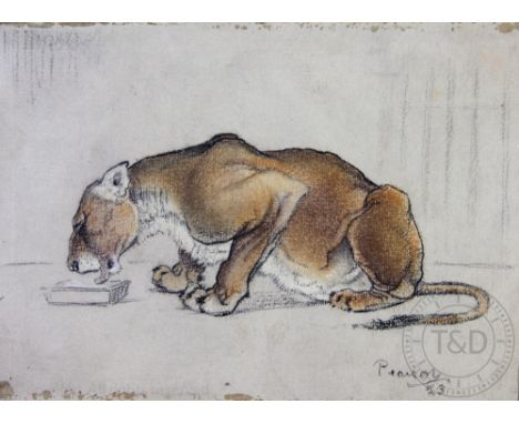 Kathleen M. Pearson (1898-1961), Pastel on paper, Study of an African Lioness, Signed and dated 23 and with label verso for T