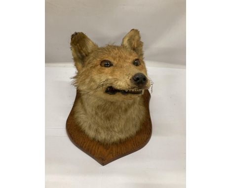 A VINTAGE TAXIDERMY FOX HEAD ON OAK PLINTH 