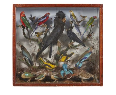 Y VICTORIAN TAXIDERMY BIRD DIORAMA LATE 19TH CENTURY with nineteen specimens, to include a black cockatoo, two golden orioles