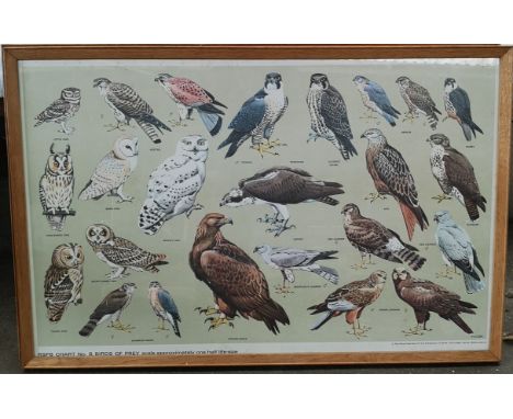 Collection of 1 to 8 RSPC Charts, scale approximately three quarters to one half size orniphologie large framed Vintage Schoo