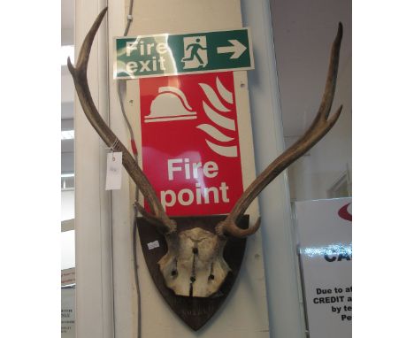 Pair of vintage antlers on oak shield plaque. (B.P. 24% incl. VAT)